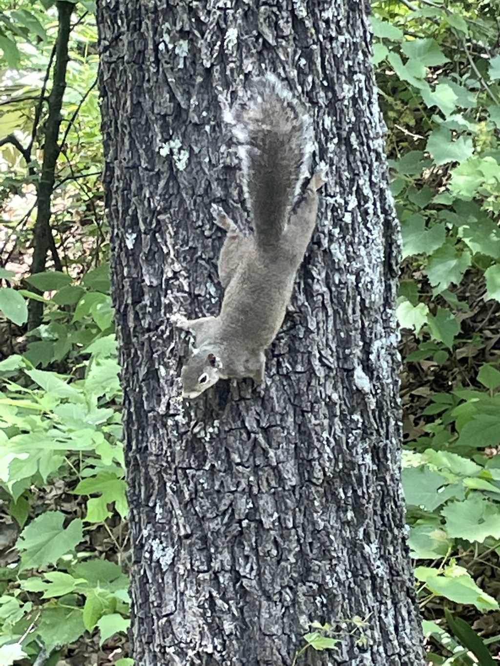 Five Journals to Submit Nature&nbsp;Writing